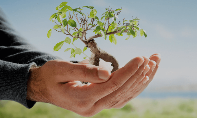 Hænder, der holder et lille grønt træ, symboliserer miljøbevidsthed og bæredygtighed